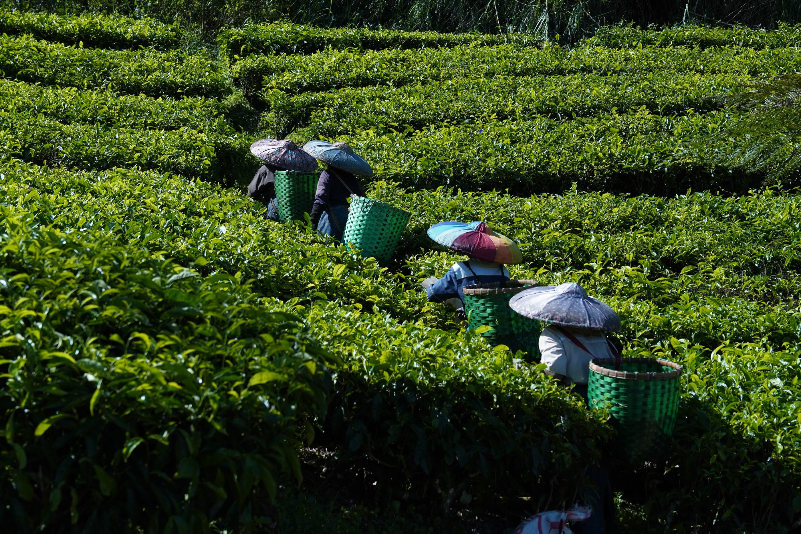 Four tea pickers in broad woven hats moving through waist-high tea bushes with green baskets on their backs.