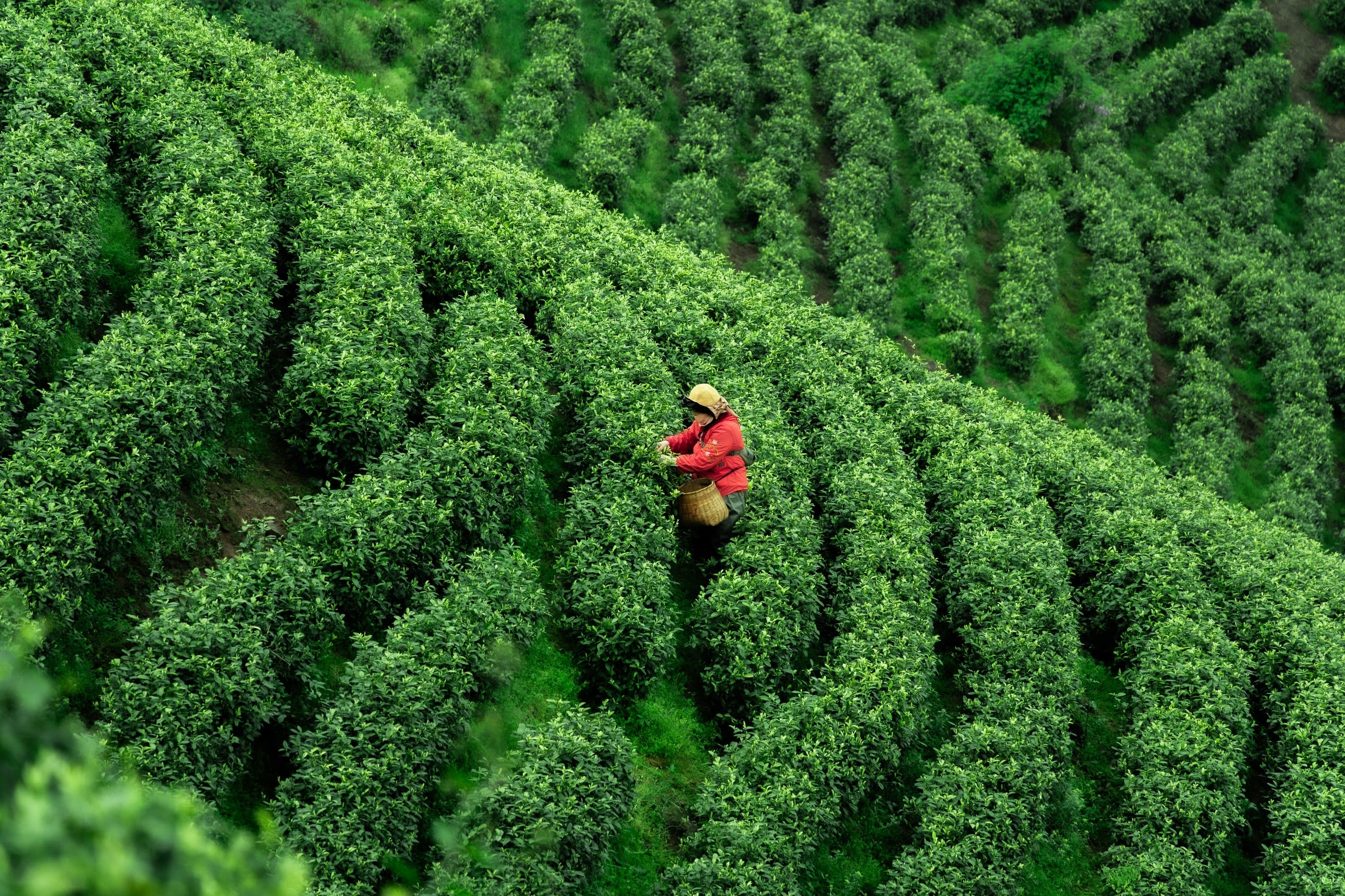Aerial view of a tea hillside planted in curving rows, a single picker in a red jacket working between them with a cane basket.