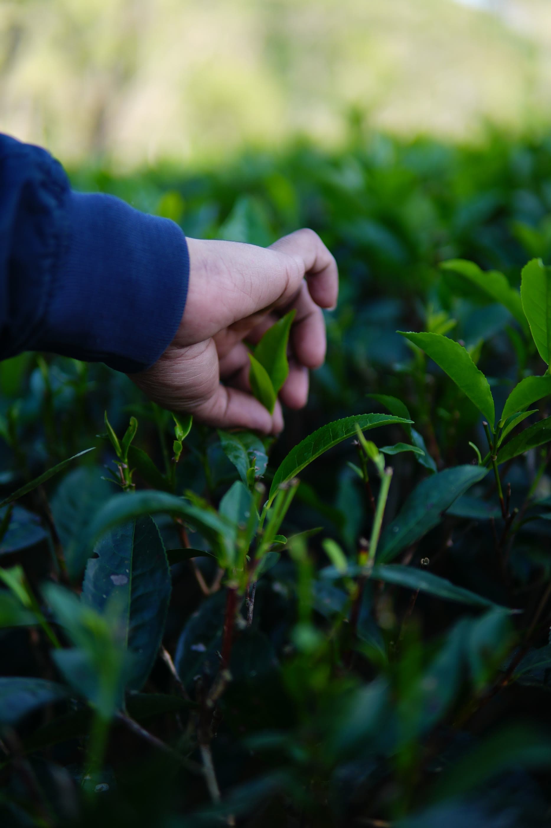 Close view of a hand reaching into a tea bush to pick the topmost bud and two young leaves.